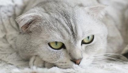 楚雄高价上海医保提取2025的最新政策(2025年楚雄上海医保怎么提取现金分享)